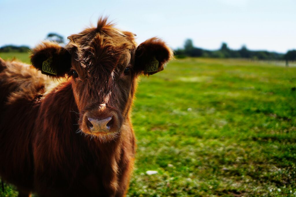 Cattle on a rural farmland.