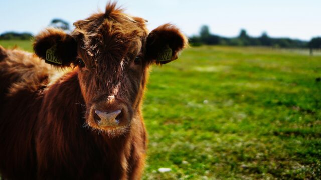 Cattle on a rural farmland.